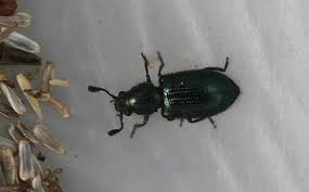 Attēlu rezultāti vaicājumam “Necrobia violacea”