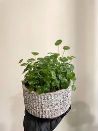 「銅錢草」的圖片搜尋結果