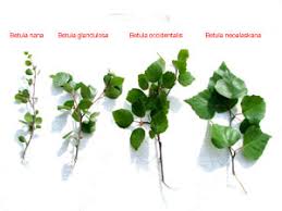 Attēlu rezultāti vaicājumam “Betula nana leaf”