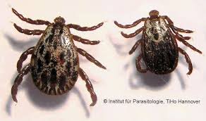 Attēlu rezultāti vaicājumam “Dermacentor reticulatus female”