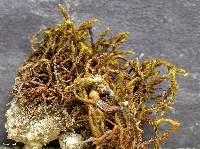 Attēlu rezultāti vaicājumam “Didymodon fallax var. brevifolius”