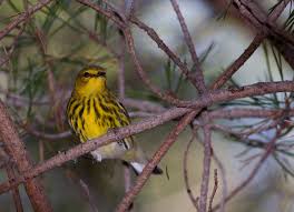 Image result for Dendroica tigrina