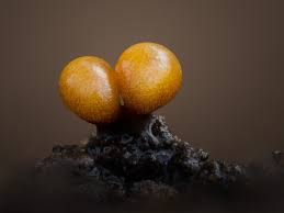 Attēlu rezultāti vaicājumam “Physarum braunianum macro”