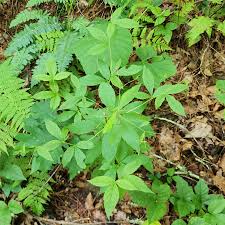 Attēlu rezultāti vaicājumam “Gillenia trifoliata”