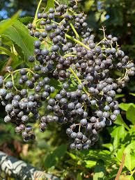 Attēlu rezultāti vaicājumam “Sambucus”