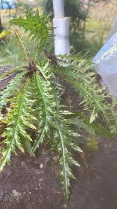 Attēlu rezultāti vaicājumam “Cirsium acaule leaf”