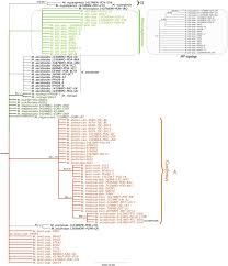 Attēlu rezultāti vaicājumam “Melampsora magnusiana”