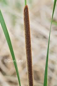 Attēlu rezultāti vaicājumam “Typha angustifolia  leaf”