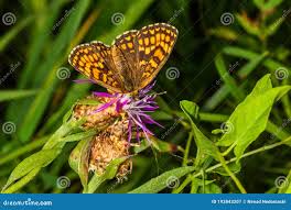 Attēlu rezultāti vaicājumam “Mellicta athalia upperside”