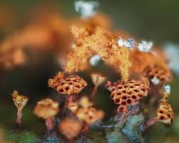 Attēlu rezultāti vaicājumam “Metatrichia vesparia stalked”