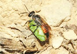 Attēlu rezultāti vaicājumam “Cribraria ferruginea macro”