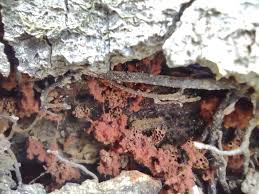 Attēlu rezultāti vaicājumam “Metatrichia vesparia stalked”