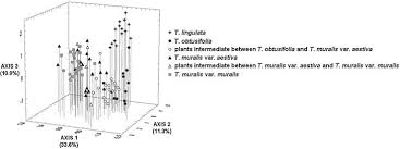 Attēlu rezultāti vaicājumam “Tortula lingulata”