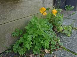 Image result for Meconopsis cambrica