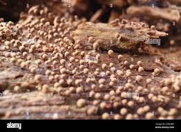 Attēlu rezultāti vaicājumam “Cribraria vulgaris”