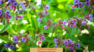 Image result for Lungenkraut