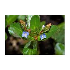 Attēlu rezultāti vaicājumam “Veronica beccabunga bud”