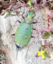 Attēlu rezultāti vaicājumam “Cicindela campestris”