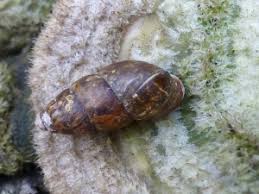 Attēlu rezultāti vaicājumam “Ena montana”