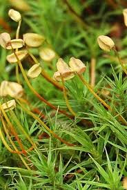 Attēlu rezultāti vaicājumam “Polytrichastrum pallidisetum”