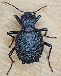 Attēlu rezultāti vaicājumam “Carabidae”