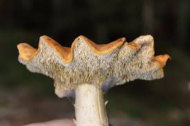 Attēlu rezultāti vaicājumam “Hydnum rufescens”