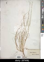 Attēlu rezultāti vaicājumam “Carex loliacea”