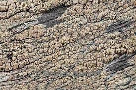 Attēlu rezultāti vaicājumam “Lecanora conizaeoides”