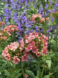 Image result for Lychnis chalcedonica `Dusky Salmon`