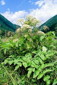 Attēlu rezultāti vaicājumam “Angelica sylvestris”