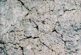 Attēlu rezultāti vaicājumam “Lepraria incana”