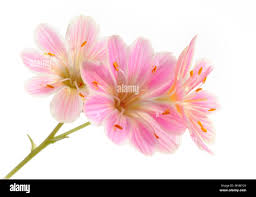 Image result for Bitterwurz