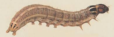 Attēlu rezultāti vaicājumam “Apamea sordens”