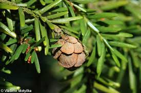Attēlu rezultāti vaicājumam “Tsuga canadensis”