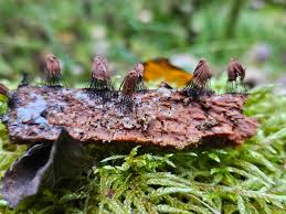 Attēlu rezultāti vaicājumam “Stemonitis marjana stalked”