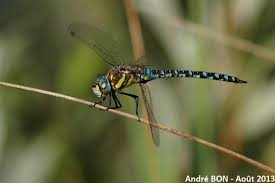 Attēlu rezultāti vaicājumam “Aeshna mixta”