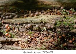 Attēlu rezultāti vaicājumam “Tubiferaceae”