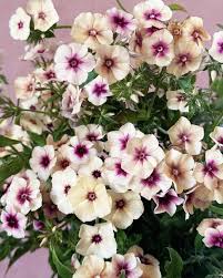 Image result for Alonsoa liniflora