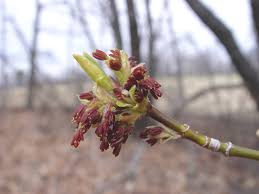 Attēlu rezultāti vaicājumam “Acer negundo bud”