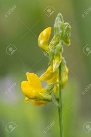 Attēlu rezultāti vaicājumam “Lathyrus pratensis flower”