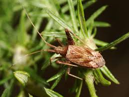 Attēlu rezultāti vaicājumam “Phytocoris varipes”
