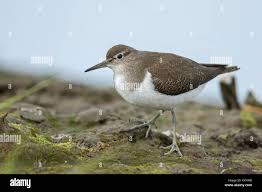 Attēlu rezultāti vaicājumam “Actitis hypoleucos”