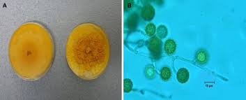 Attēlu rezultāti vaicājumam “Hypomyces chrysospermus”