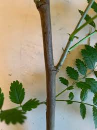 Attēlu rezultāti vaicājumam “Sorbus aucuparia bud”