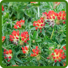 Attēlu rezultāti vaicājumam “Anthyllis arenaria”