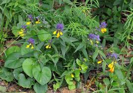 Attēlu rezultāti vaicājumam “Melampyrum nemorosum leaf”
