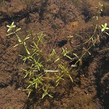 Attēlu rezultāti vaicājumam “Callitriche verna flower”