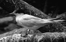 Image result for Sterna acuflavida