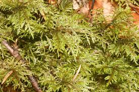 Attēlu rezultāti vaicājumam “Hylocomium splendens”