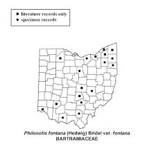 Attēlu rezultāti vaicājumam “Philonotis fontana sporophyte”